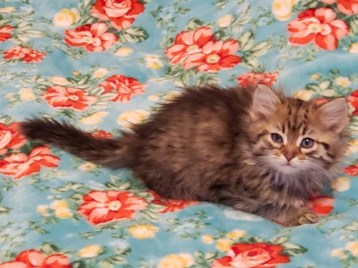 Montana Siberian Kittens For Sale Alfa Siberian Cattery/ Exotic