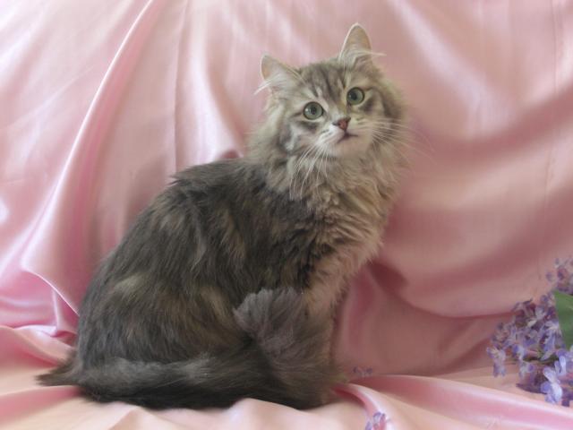 blue tabby siberian cat