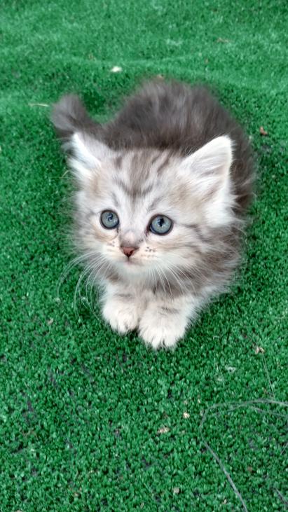 siberian hypoallergenic cats for sale