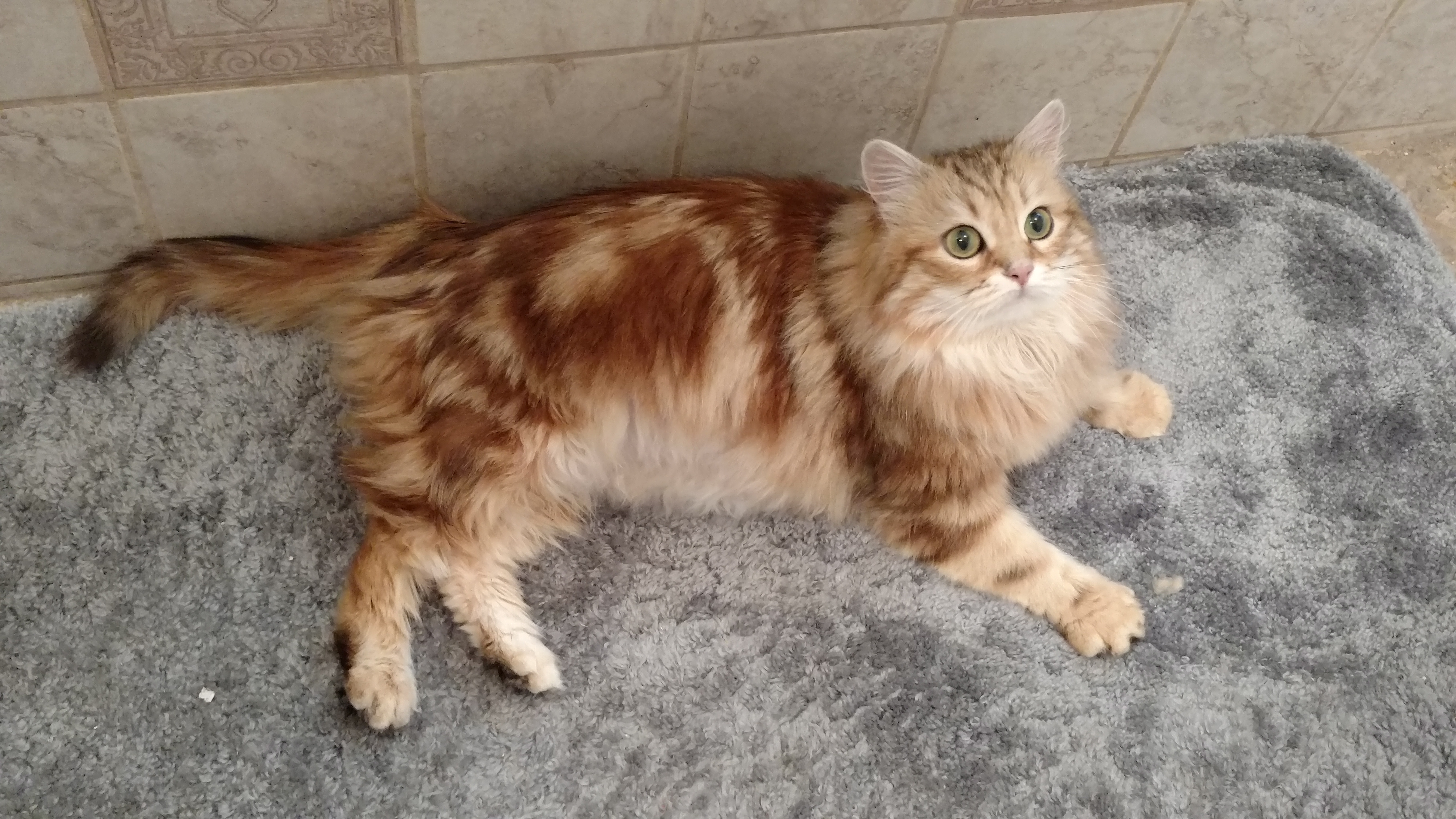 golden tabby siberian cat