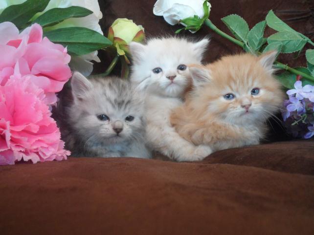 siberian hypoallergenic cats for sale