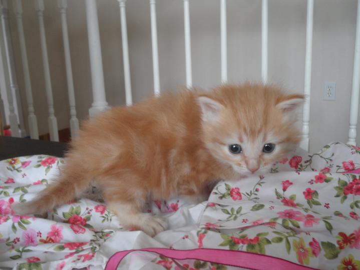 Montana Siberian Kittens For Sale Exotic Kitten In MT Buy A Cat