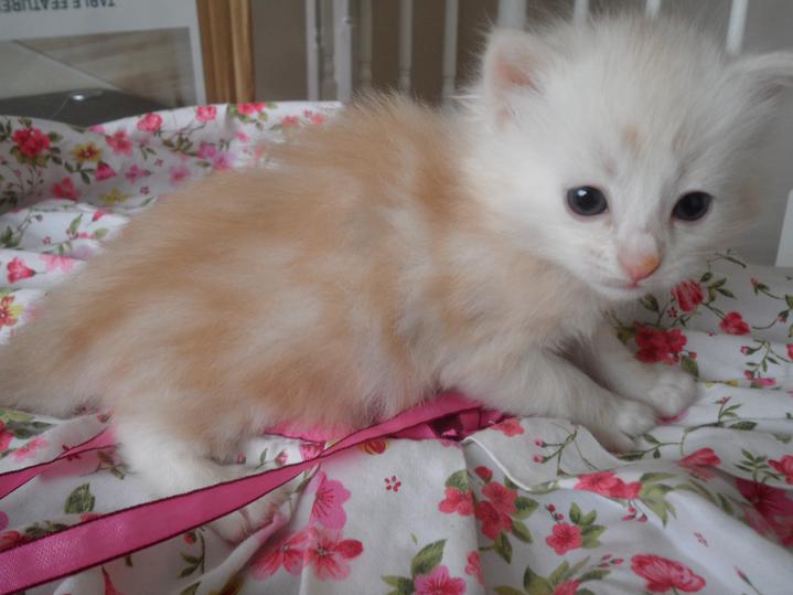 Montana Siberian Kittens For Sale Exotic Kitten In MT Buy A Cat