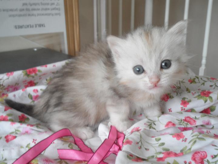 Montana Siberian Kittens For Sale Exotic Kitten In MT Buy A Cat