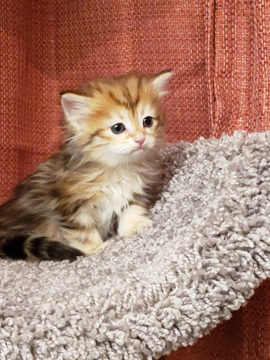 Montana Siberian Kittens For Sale Exotic Kitten In MT Buy A Cat