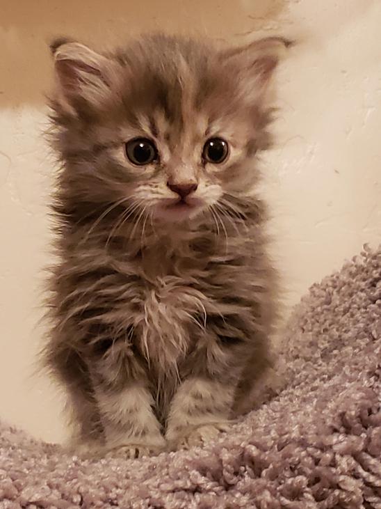 Montana Siberian Kittens For Sale Exotic Kitten In MT Buy A Cat