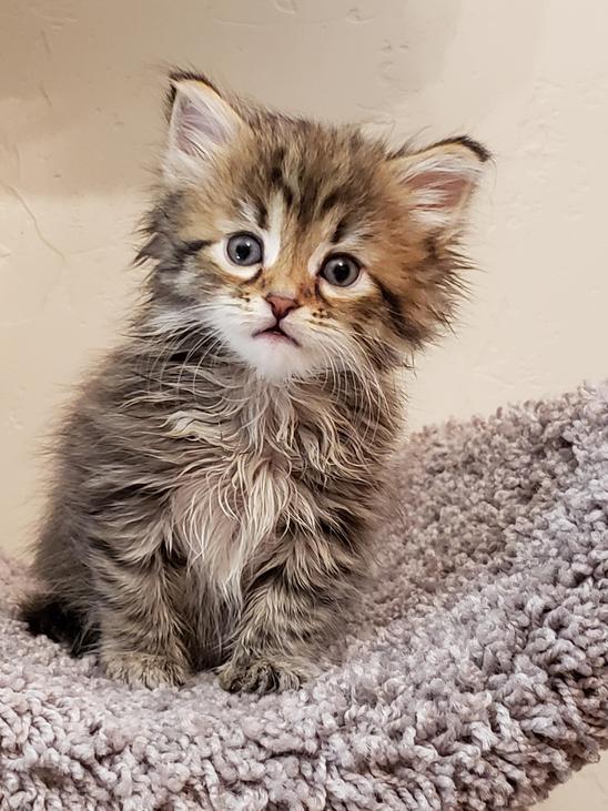 Montana Siberian Kittens For Sale Exotic Kitten In MT Buy A Cat